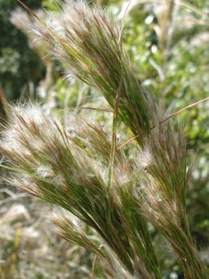Bushy Bluestem